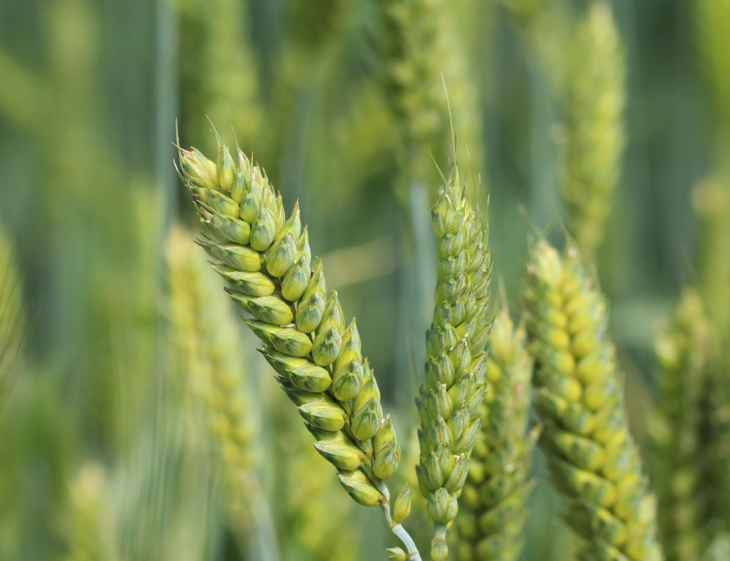 The Benefits of Growing Winter Wheat - Hageman Realty, Inc.