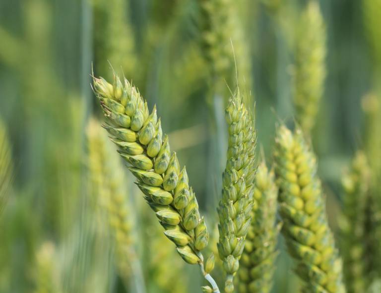 Image of green winter wheat