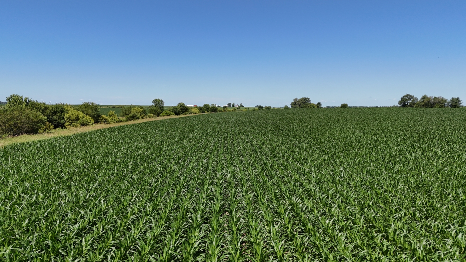 Aerial view of a green cornfield under a clear summer sky