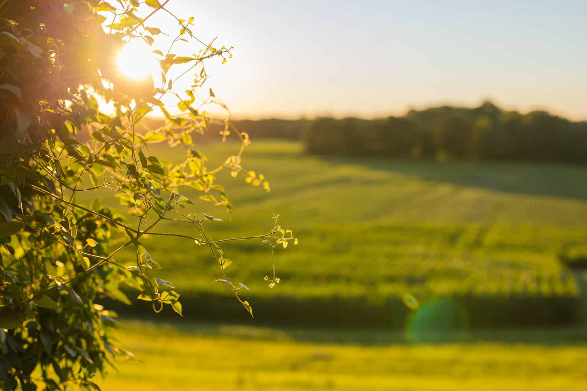 Sunlit soybean field and tree line in Fountain County, Indiana farmland at golden hour