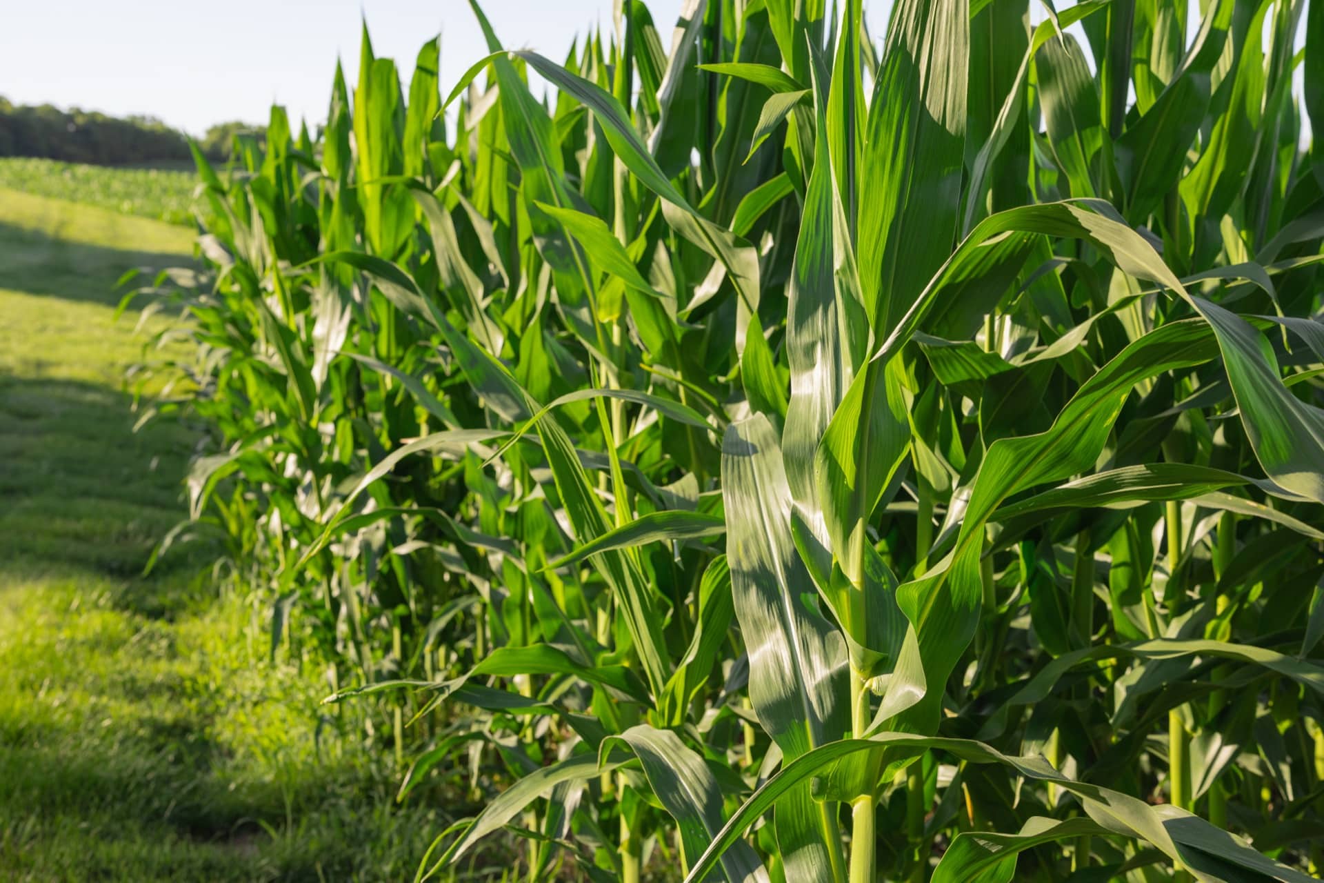 Corn field edge in Montgomery County, Indiana farmland