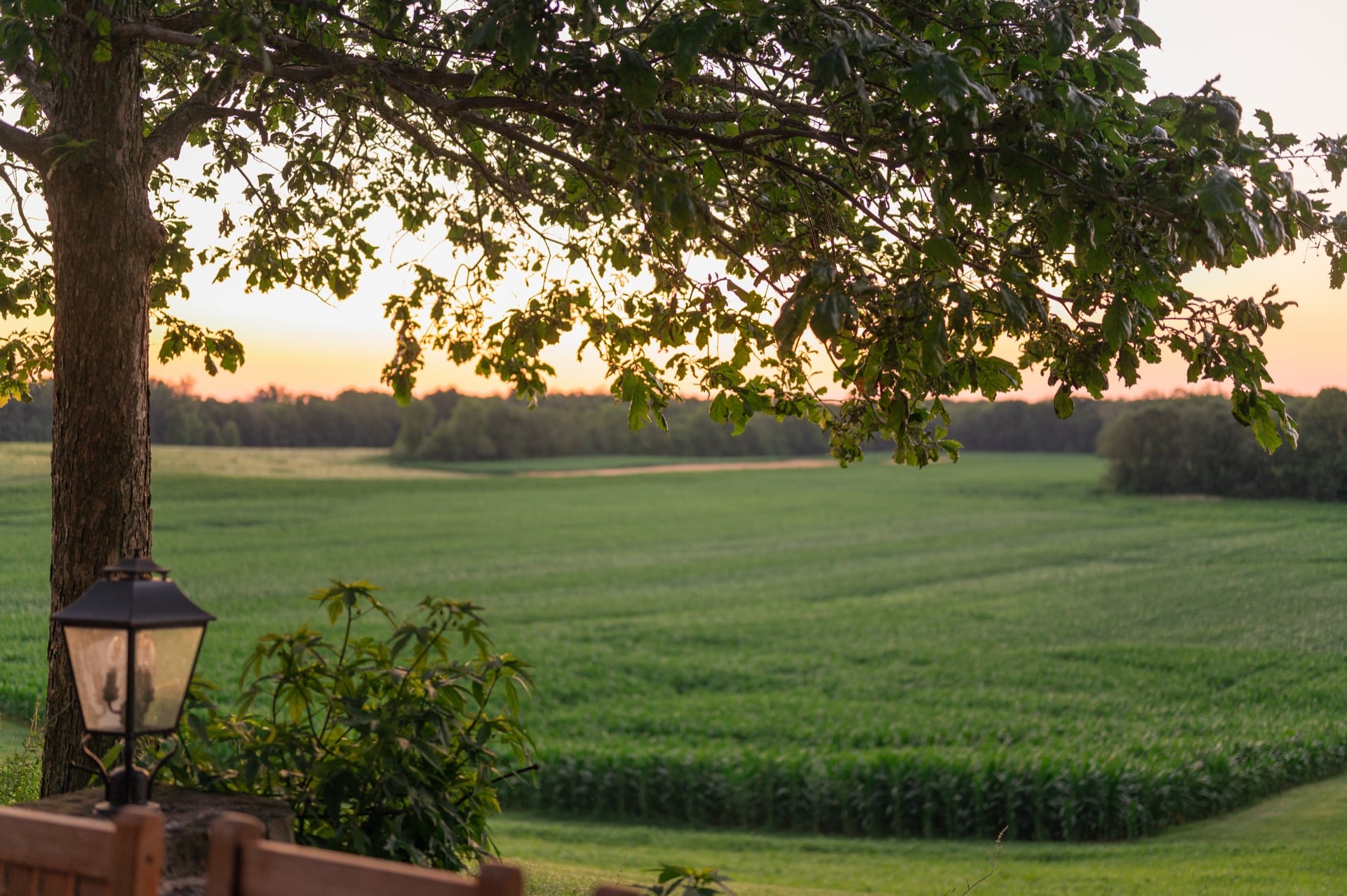Oak tree over a cornfield at dusk in Putnam County, Indiana